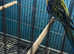 Golden rosella pair Glasgow