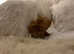 Teacup maltipoo