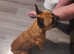 Male French bulldog kc registered
