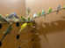 Beautiful budgies for sale in Greenock