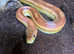 Corn Snakes
