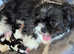 5 puppies