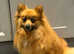 Pomeranian girl for sale