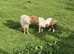 Miniature 26 inch palomino Shetland pony