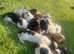 Sprocker spaniels