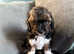 Stunning F2 Lhasapoos Last 2 Males Available