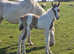buckskin and white colt to make 15.2hh wpb