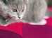 12 weeks Scottish Fold