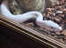 Ball python blue-eyed Lucy / banana pythons