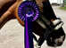 5yr spotted sports pony. Superb hacking pony or making pony club type