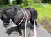 Black standard shetland pony