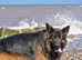 Long haired German Shepherd