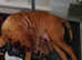 Dogue de Bordeaux puppie