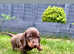 Beautiful little of Miniature Dachshunds
