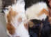 Various Guinea Pigs