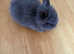 Lion head babies for sale mixed litter