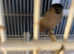 pair of siberian bullfinches