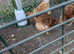 5 hybrid chickens 2 rhode island reds and 3 warrens