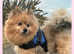 Pomchi puppie boy