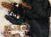 Health Tested cavalier king Charles