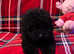 Beautiful Toy Poodle Puppies Girls and 1 Boy