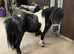 Registered Miniature Shetland 4 year old