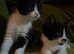 Gorgeous family raised kittens ready this week