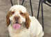 Kc registered females available to forever homes