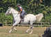 Seasoned hunter 16.3hh irish draught mistress