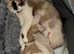 Ragdoll x British shorthair kittens