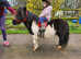 Stunning shetland gelding looking for new home