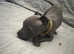 Blue KC Reg Staffordshire bull terrier pups