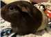 Guinea pigs for sale