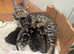 Beautiful Kittens Ready to Go 13th May