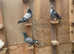 Pedigree  papers  adult pigeons  for sale
