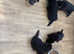 Stunning kc reg German shepherd pups