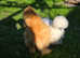Silkie bantam  hens available  2