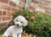 Asian toy poodle 5 month old boy