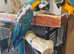 Blue &Gold Macaw pair