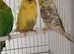 Budgies need rehomed