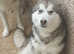 7month old kc registered  female alaskan  malamute