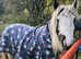 My own personal pony for sale tobiano CHAPS reg  rising 3 year old filly