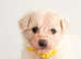 Beautiful Cute Puppy