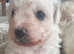 Bichon Maltese puppies, teddy bear