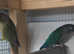 Breeding pair of conures