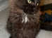 Maine Coon Kitten !