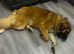 Large Female for Rehome