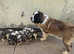 St Bernard puppies (1 reserved)