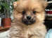 Cute girl Pomeranian puppies (KC registered)