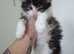 Beautiful Part Maine Coon Male Kitten